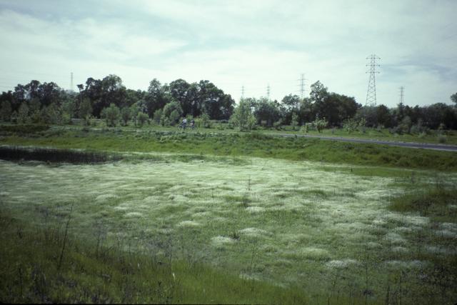 Vernal Pool at North Sacramento