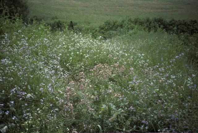 Wild Mustards on the West Sacramento Transect