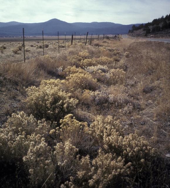 Roadside vegetation dominated by rabbitbrush