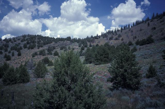 Western Juniper - Shrub Steppe