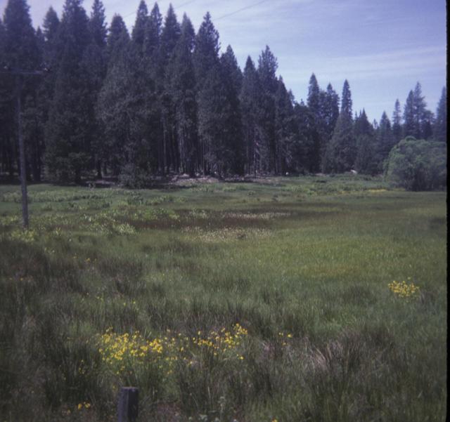 Lang_03_meadow