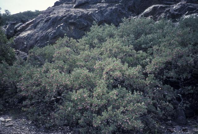 Lang_05_manzanita