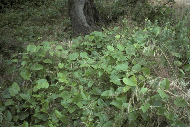 Aristolochia californica