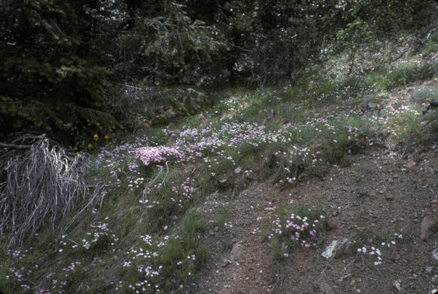 Early Phlox