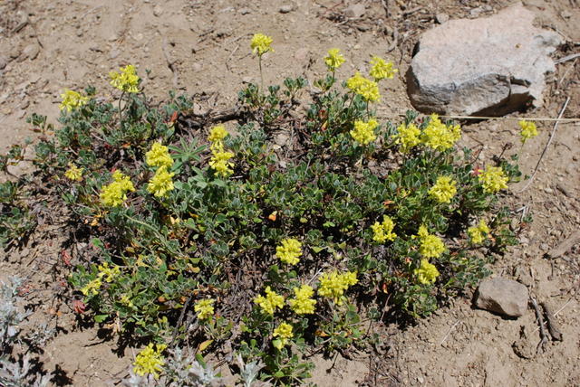 Sulphur-flower buckwheat