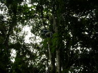 Climbing a tree in Ecuador