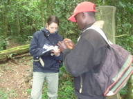 Trapping butterflies in Kibale National Park