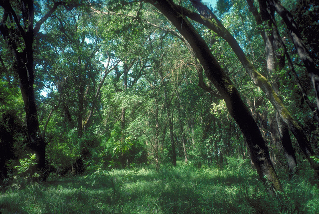 Valley Oak riparian zone