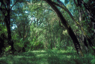 Valley Oak riparian zone