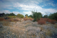 Gravel bed at Rossmoor Bar