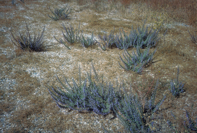 Vinegar Weed