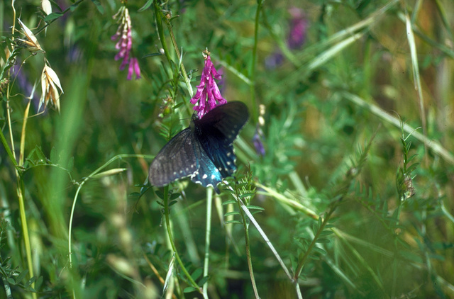 Battus philenor on vetch flower