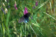 Battus philenor on vetch flower