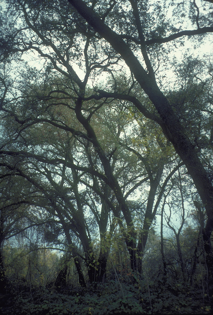 Valley Oak riparian zone