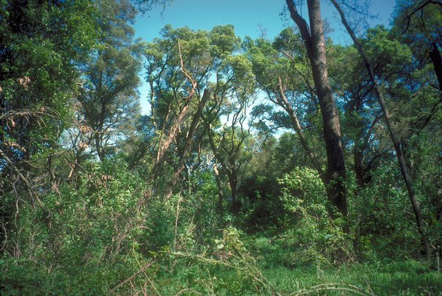 Multilayered riparian