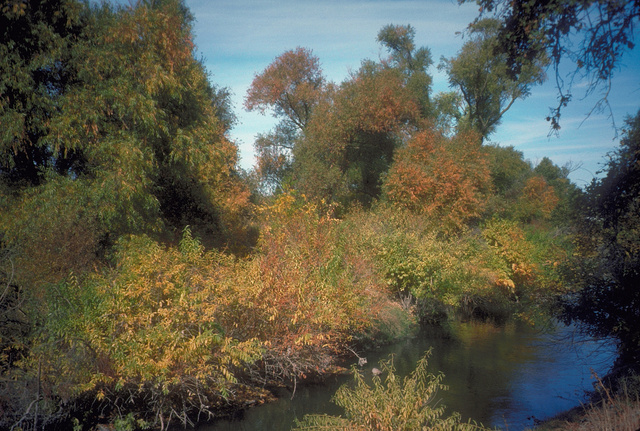 Riparian zone stream