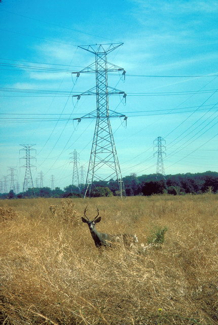 Open annual grass