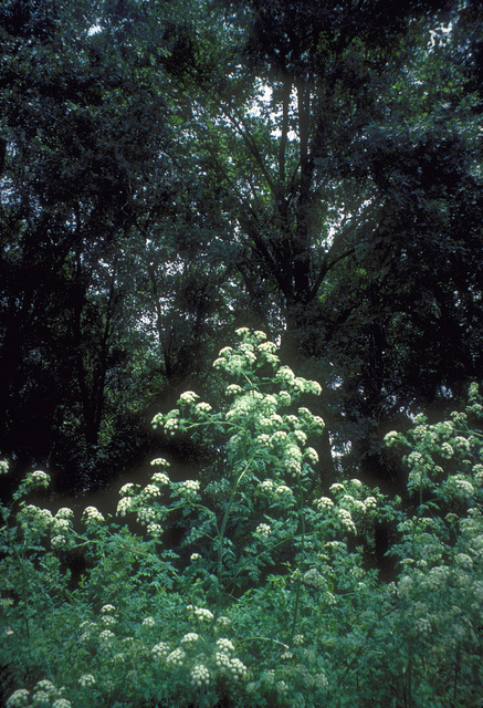 Poison Hemlock in sunspot