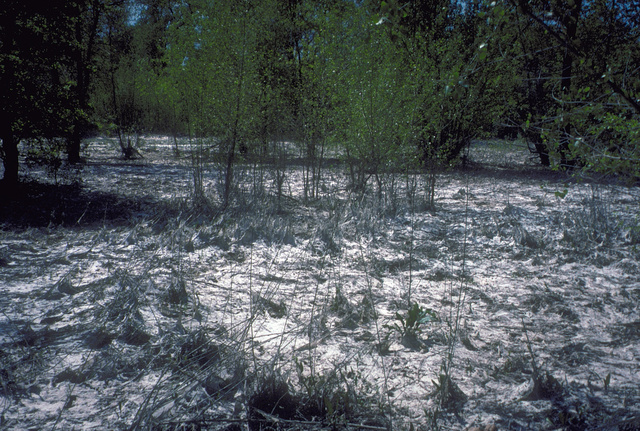 Dried algal mat, flood plain