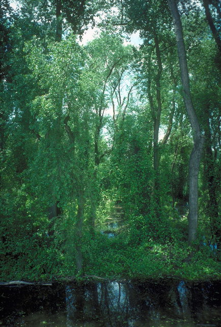 Cottowoods by a vernal pool