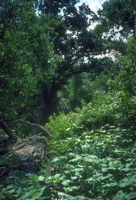 Riparian Forest