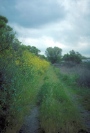 Trail along Railroad Embankment
