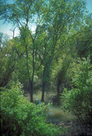Flooded riparian forest