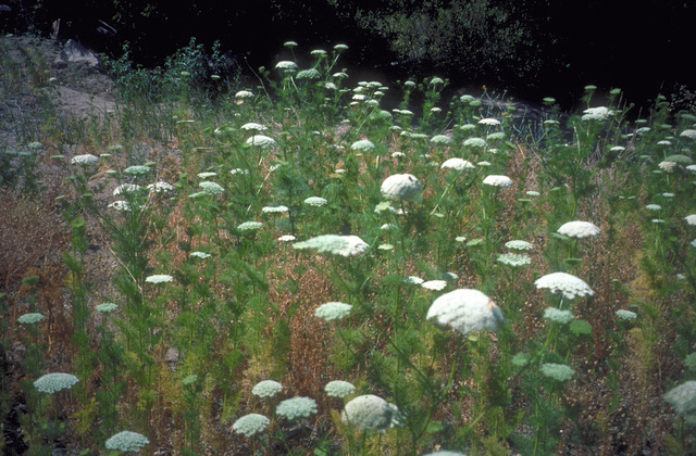 Toothpick Weed (Ammi visnaga)